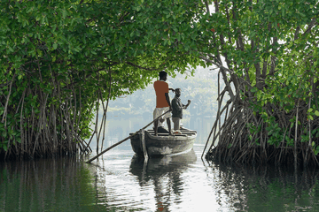Mangrove Arch