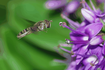 Marmalade Hoverfly